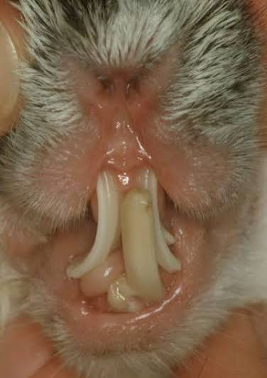 DENTAL DISEASE IN RABBITS: DON'T IGNORE OVERGROWN TEETH